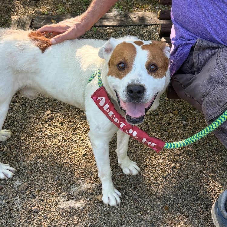 Otis - ADOPTION FEE SPONSORED 100%, Adult Male Terrier