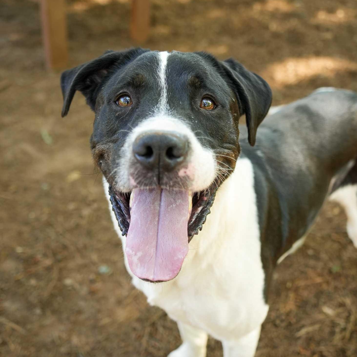 Dancer 43456, ADOPTABLE, Adult Male Mixed Breed.