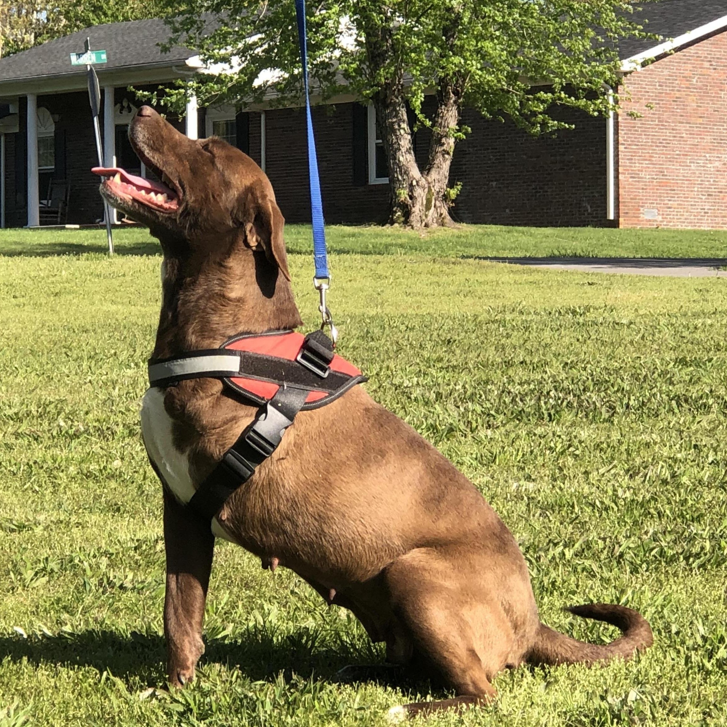 Violet, Adult Female Labrador Retriever