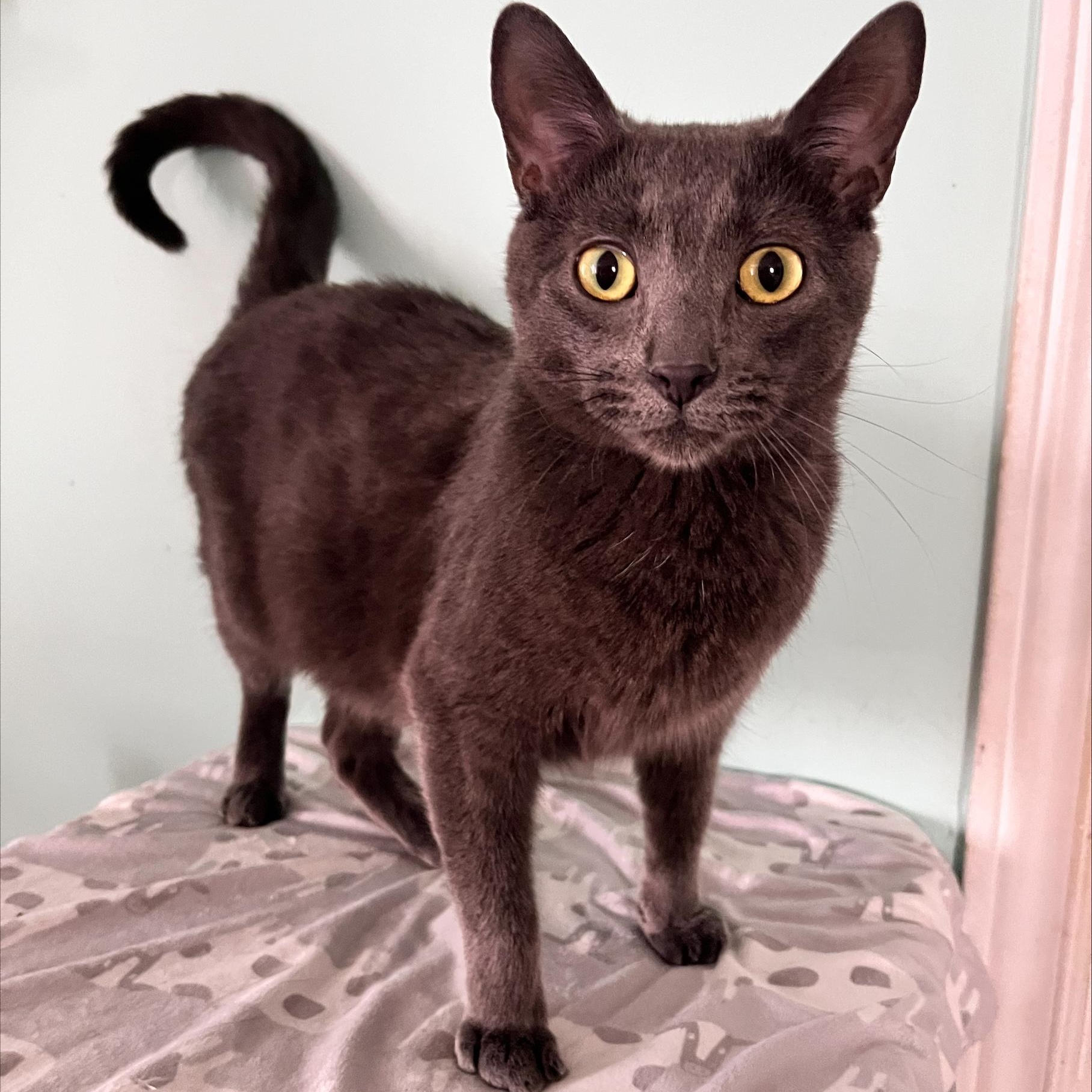 Sloan, a ADOPTABLE Domestic Short Hair in St Catharines, ON image 1/2