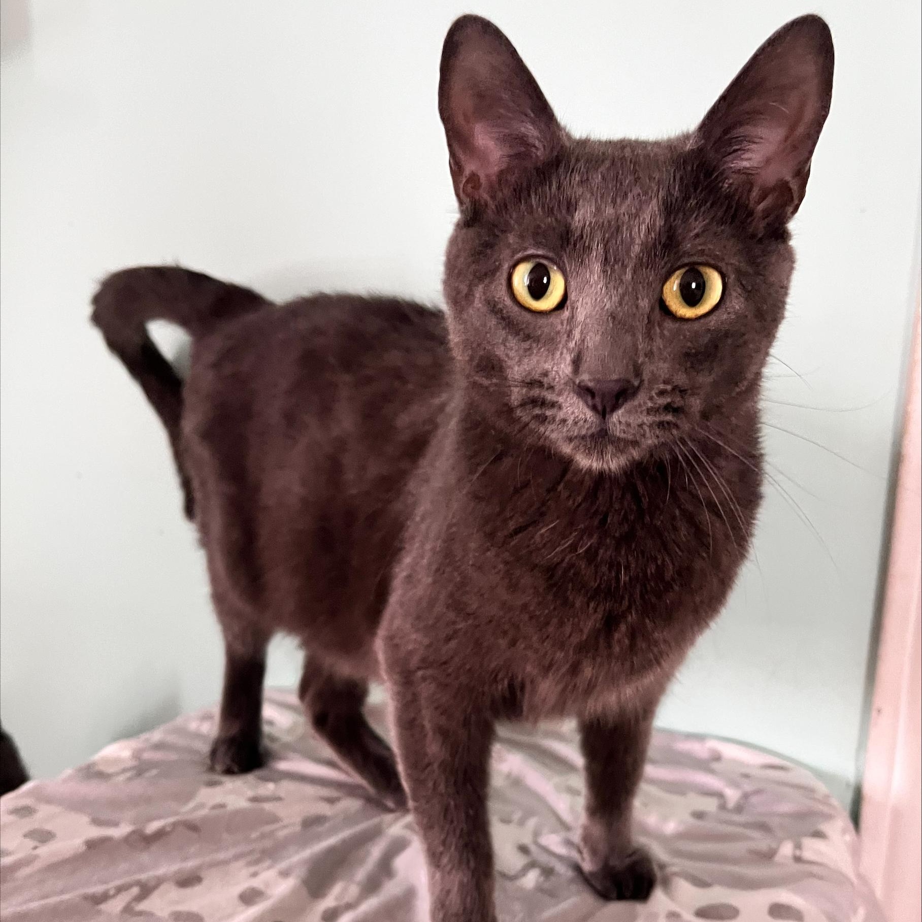 Sloan, a ADOPTABLE Domestic Short Hair in St Catharines, ON image 2/2