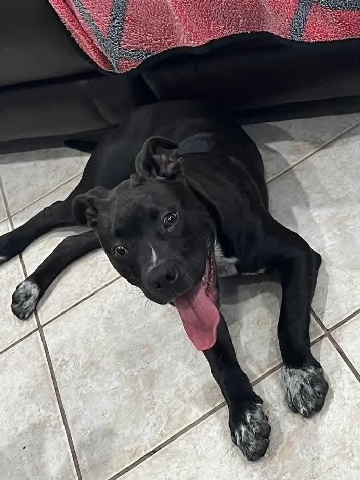 Miloh, ADOPTABLE, Puppy Male Black Labrador Retriever & Pit Bull Terrier.