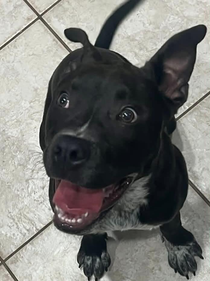 Enlarge Miloh, a ADOPTABLE mixed breed in New Smyrna Beach, FL image 2/2