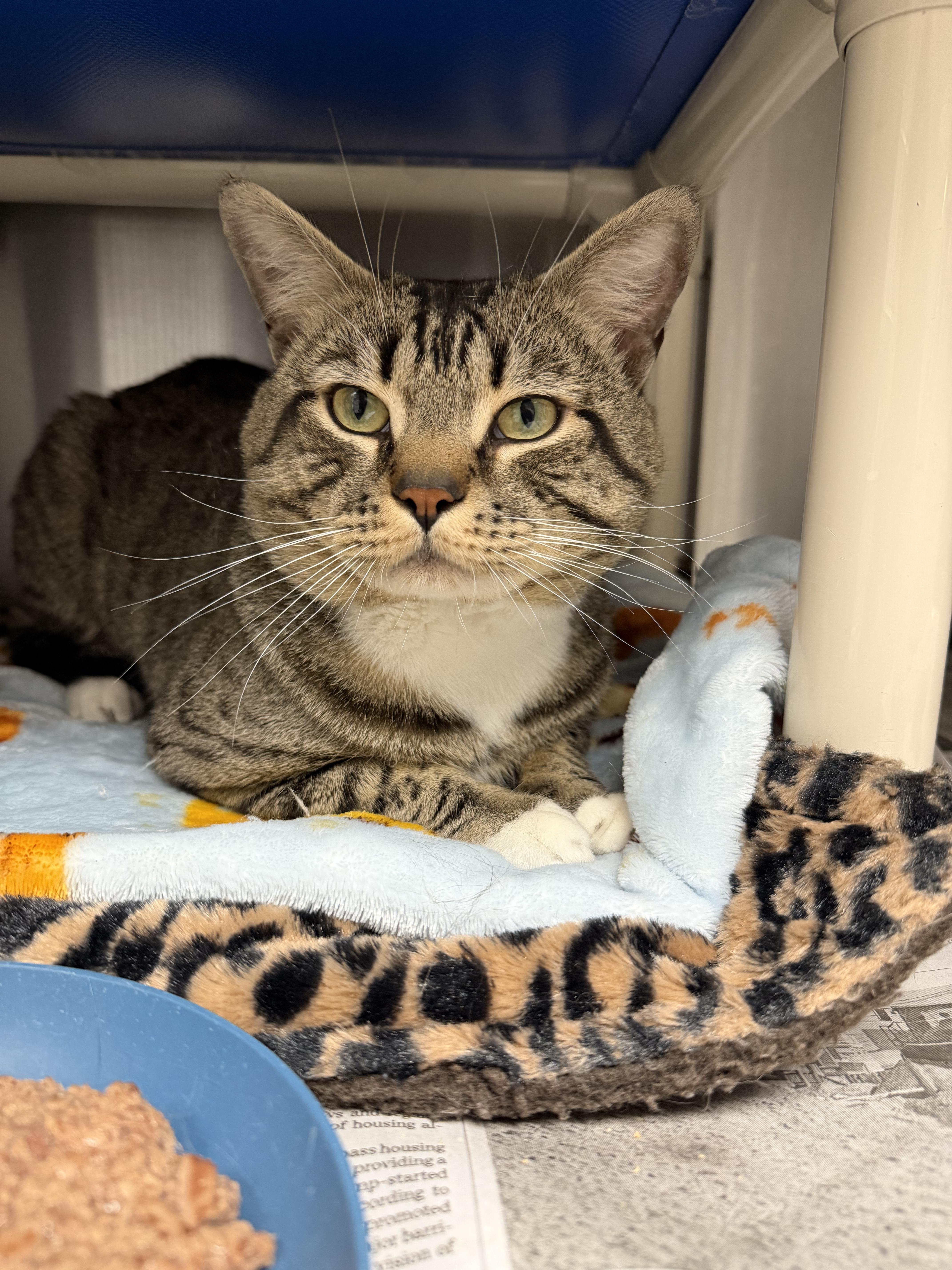 Enlarge Kreiger and Sterling (bonded brothers), a Adoptable Tabby in North Kingstown, RI image 6/6