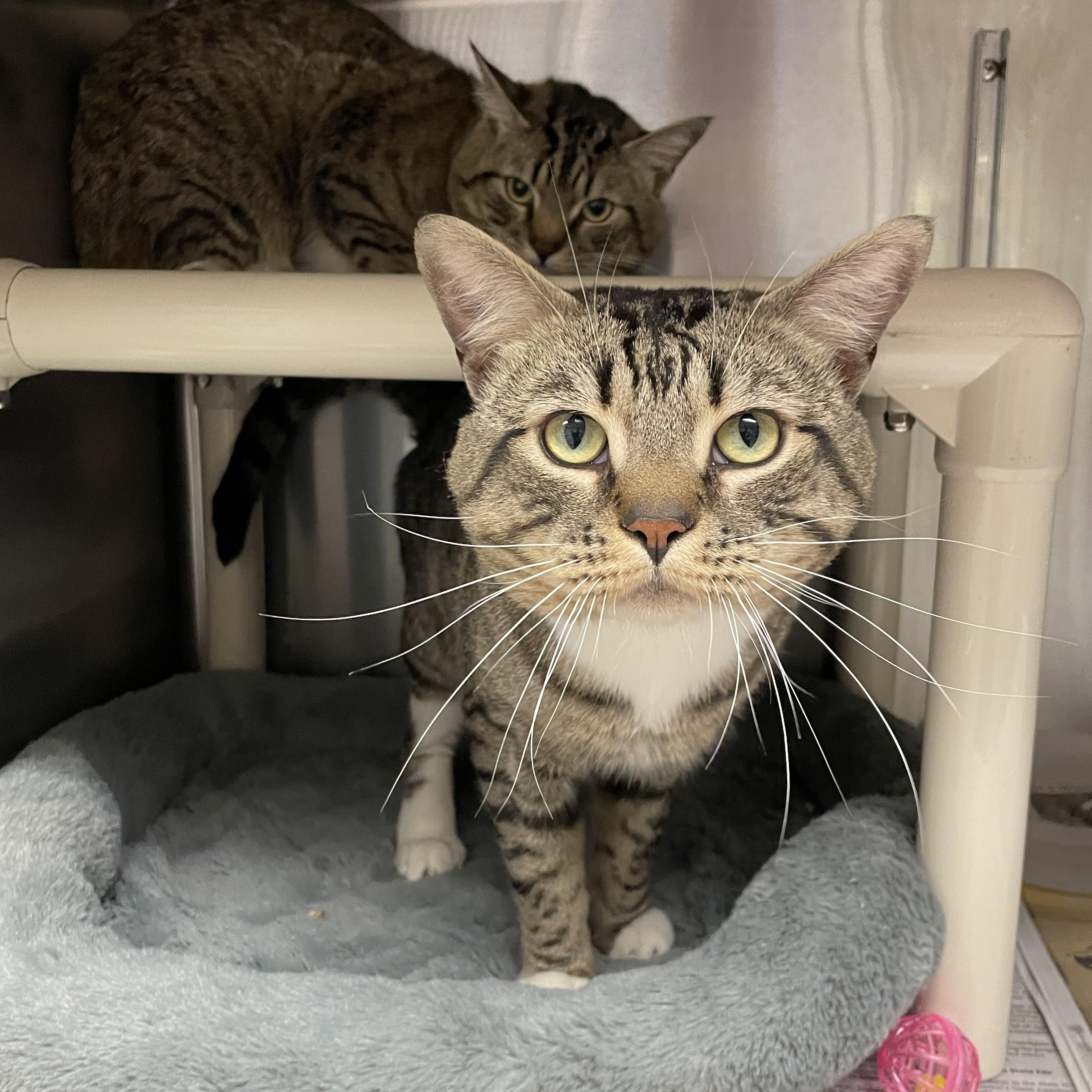 Kreiger and Sterling (bonded brothers), Adoptable, Young Male Tabby.