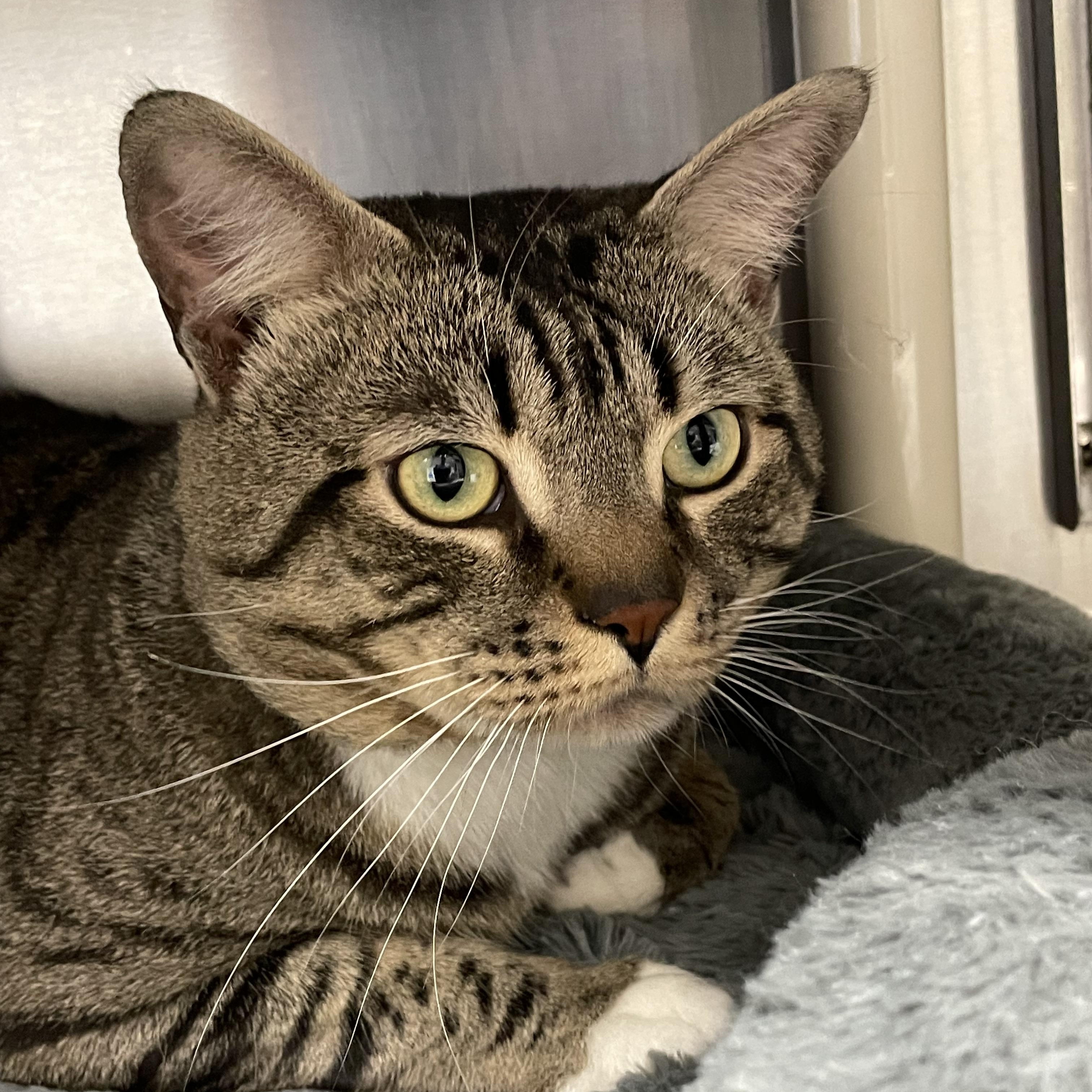 Enlarge Kreiger and Sterling (bonded brothers), a Adoptable Tabby in North Kingstown, RI image 5/6