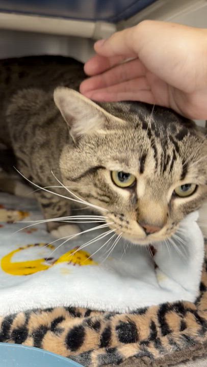 Enlarge Kreiger and Sterling (bonded brothers), a Adoptable Tabby in North Kingstown, RI video 3/6