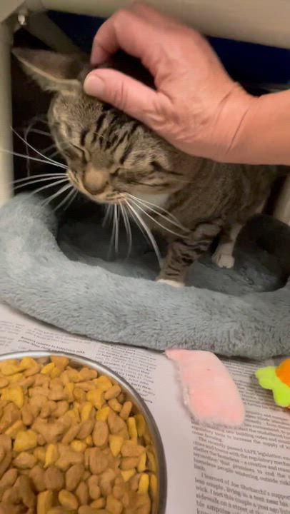 Enlarge Kreiger and Sterling (bonded brothers), a Adoptable Tabby in North Kingstown, RI video 4/6