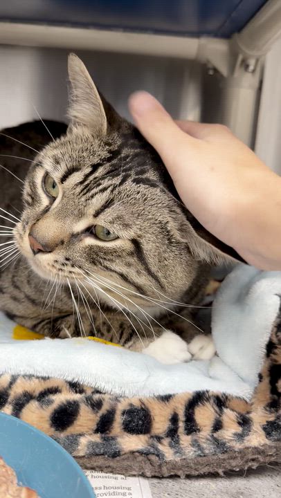 Enlarge Kreiger and Sterling (bonded brothers), a Adoptable Tabby in North Kingstown, RI video 2/6