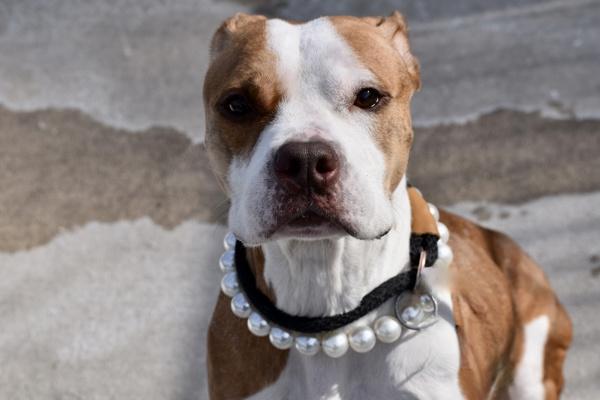 Lady, Adoptable, Adult Female Mixed Breed.