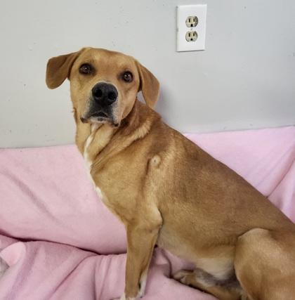 Enlarge Buddy, a ADOPTABLE mixed breed in Grove, OK image 1/1