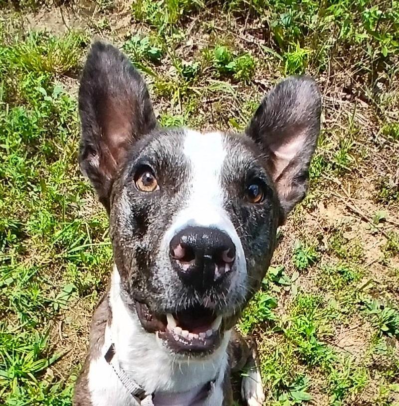 Enlarge JO JO, a Adoptable Australian Cattle Dog / Blue Heeler in Pegram, TN image 4/6