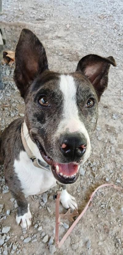 Enlarge JO JO, a Adoptable Australian Cattle Dog / Blue Heeler in Pegram, TN image 3/6