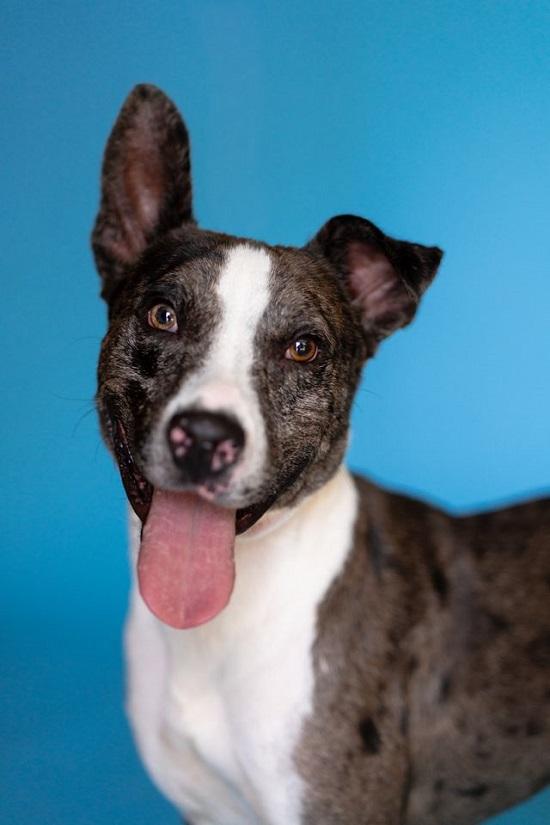 Enlarge JO JO, a Adoptable Australian Cattle Dog / Blue Heeler in Pegram, TN image 3/6