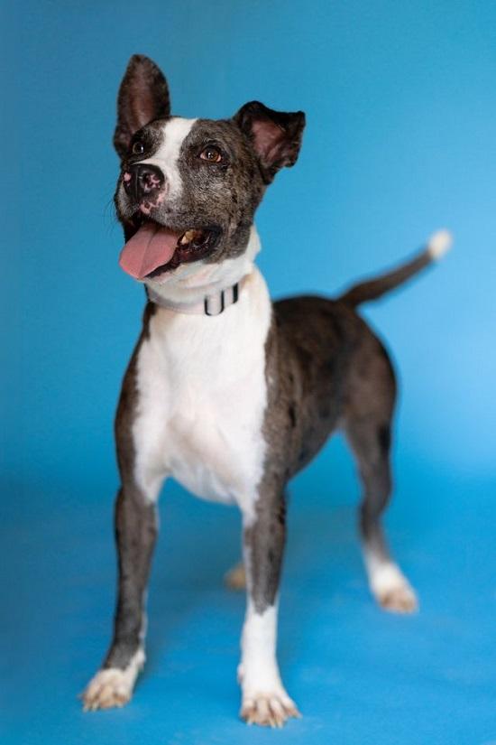 JO JO, Adoptable, Adult Male Australian Cattle Dog / Blue Heeler.