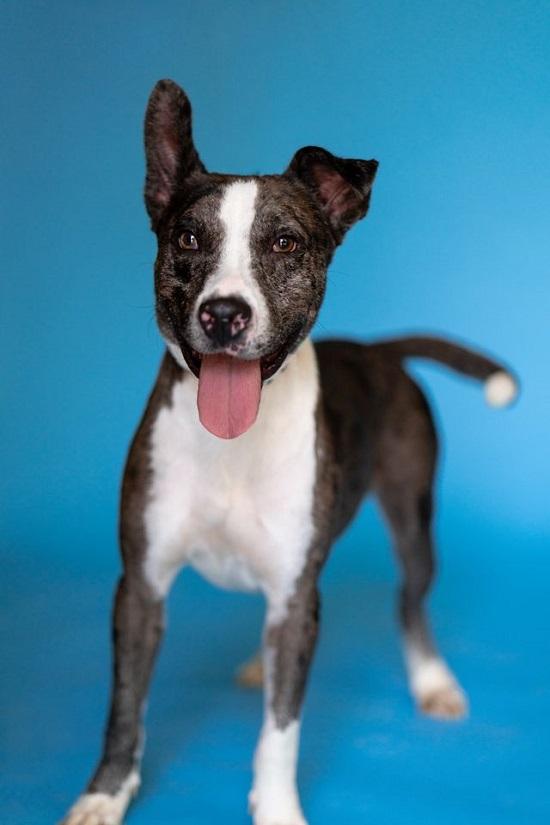 Enlarge JO JO, a Adoptable Australian Cattle Dog / Blue Heeler in Pegram, TN image 5/6