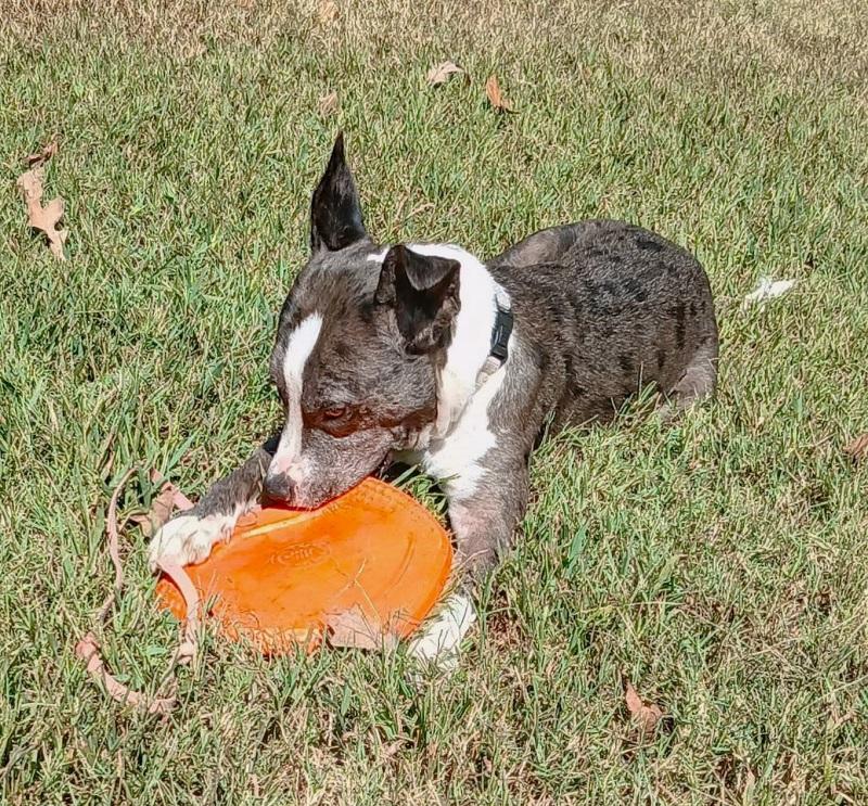 Enlarge JO JO, a Adoptable Australian Cattle Dog / Blue Heeler in Pegram, TN image 2/6