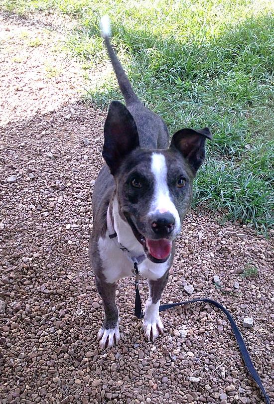 Enlarge JO JO, a Adoptable Australian Cattle Dog / Blue Heeler in Pegram, TN image 2/6