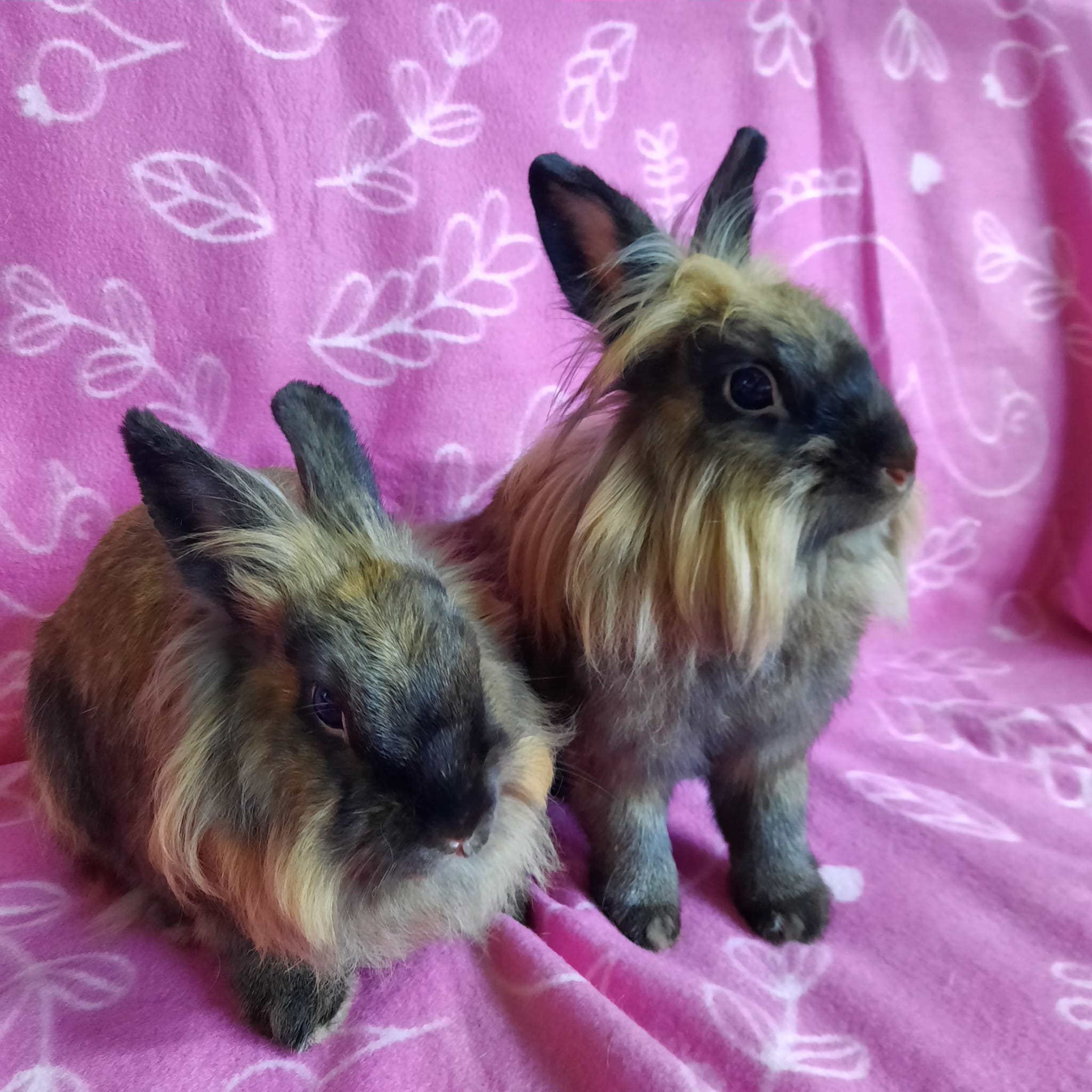 Rabbit for adoption - Kit Kat & Miss Fluffington, a Lionhead in ...