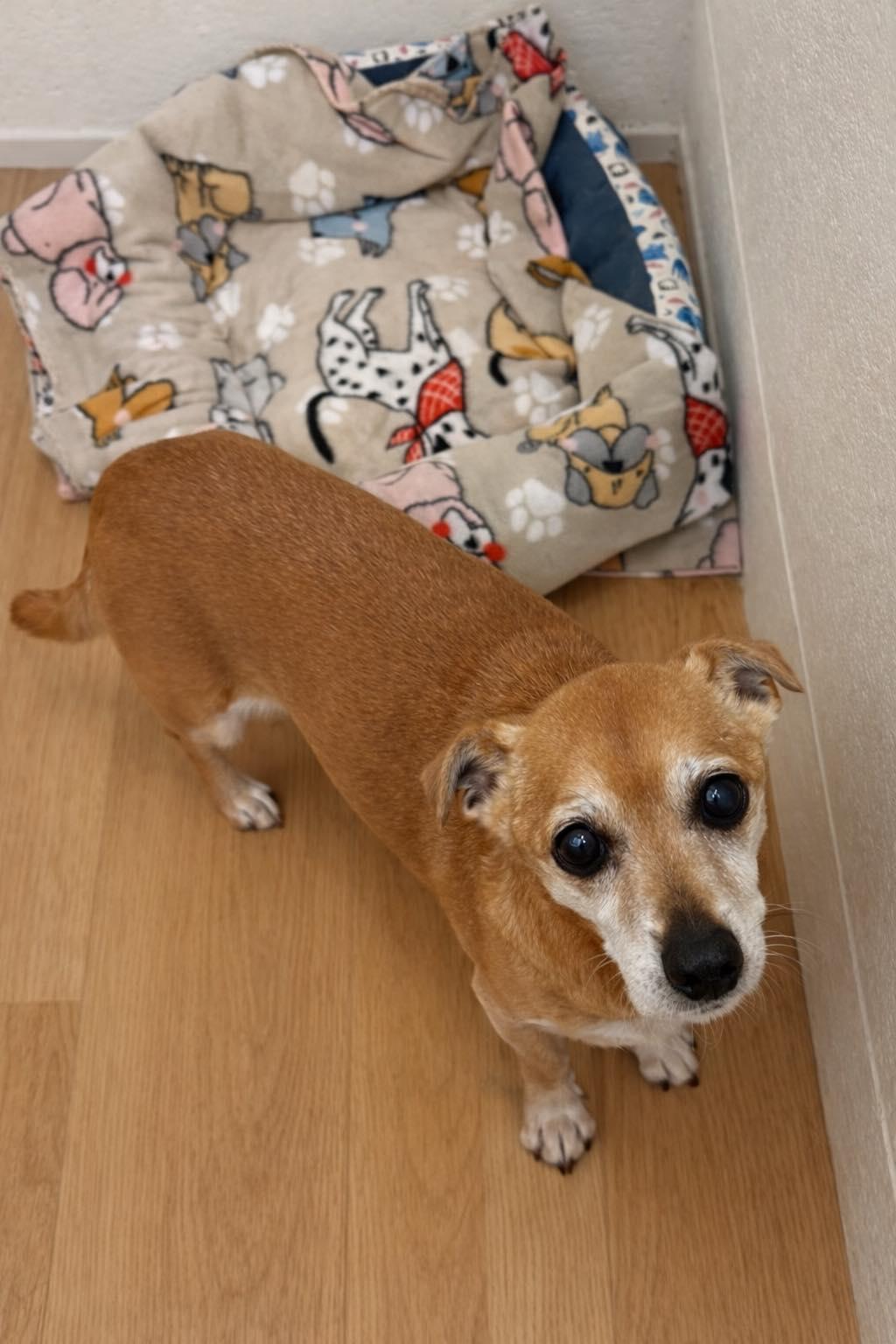 Enlarge Bailey, a ADOPTABLE mixed breed in Spokane, WA image 1/1