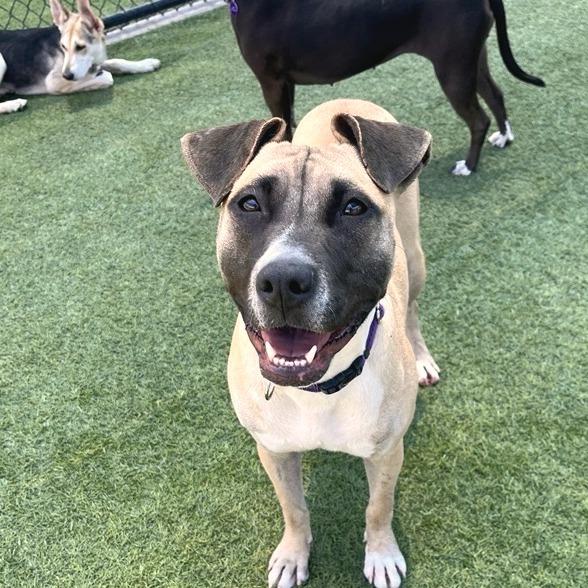 Michele, Adoptable, Adult Female Labrador Retriever & Mixed Breed.