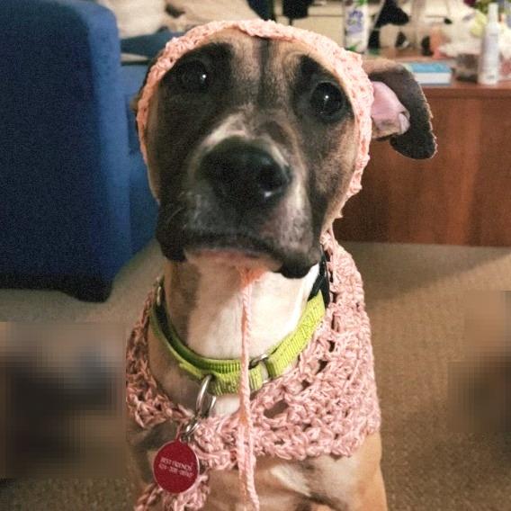 Michele, a Adoptable mixed breed in Los Angeles, CA image 2/6