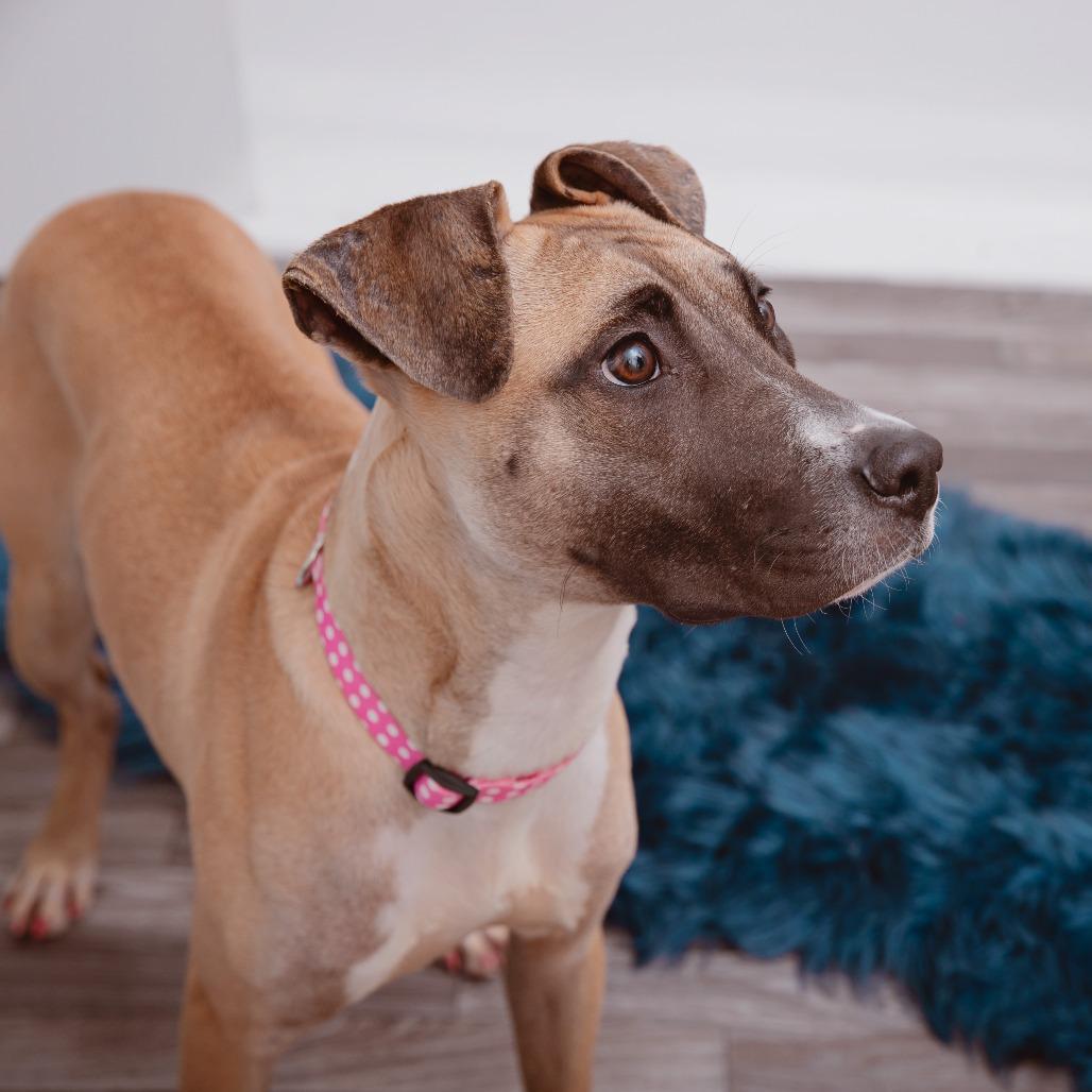 Michele, a Adoptable mixed breed in Los Angeles, CA image 3/6