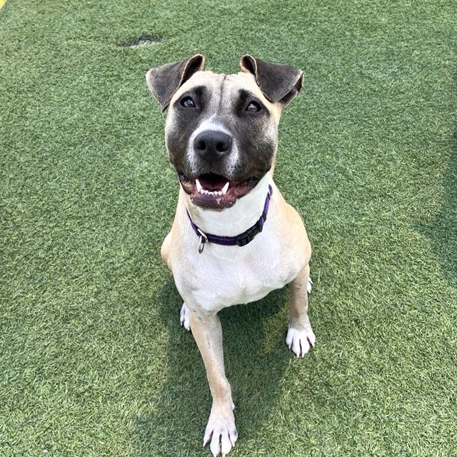 Michele, a Adoptable mixed breed in Los Angeles, CA image 4/6