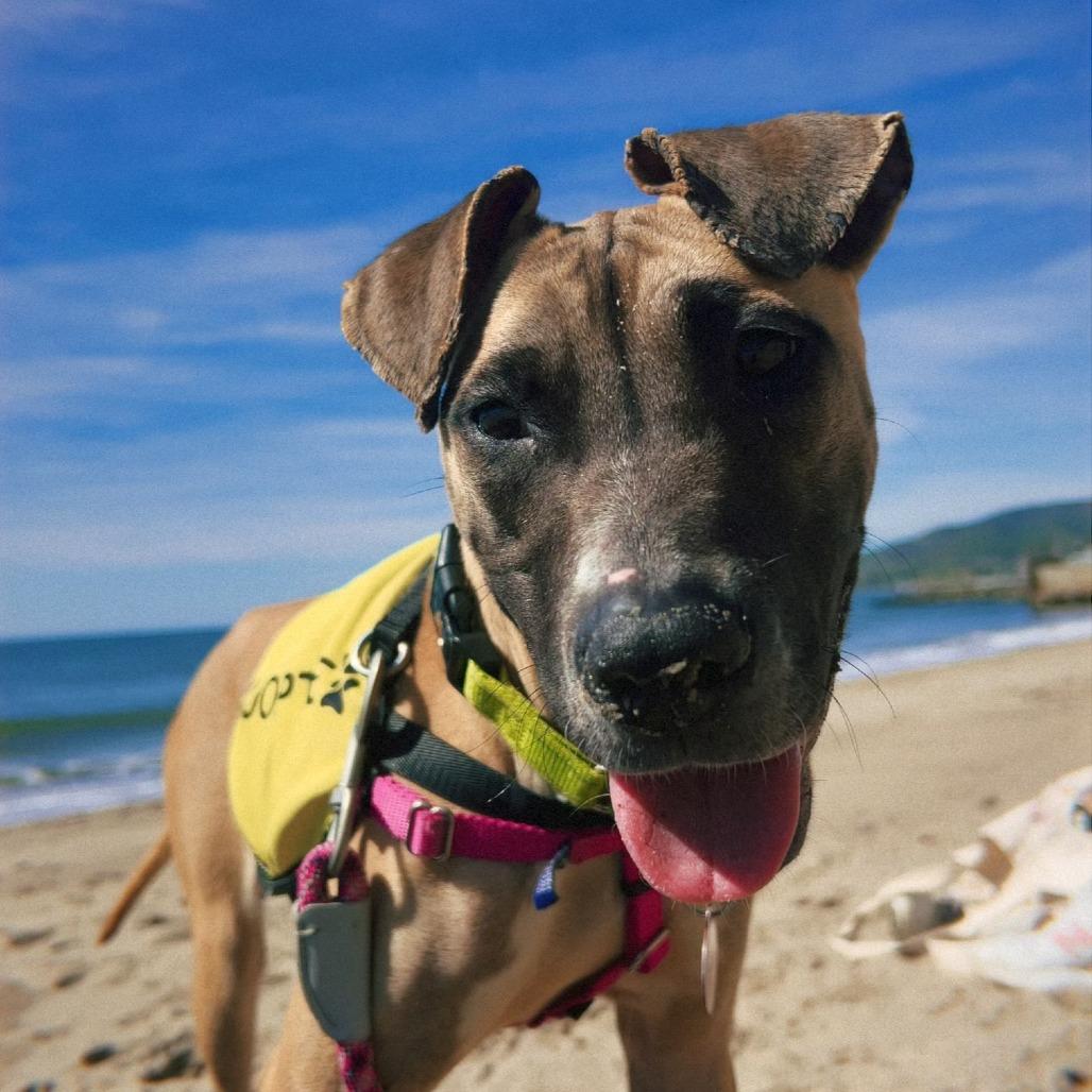 Michele, a Adoptable mixed breed in Los Angeles, CA image 5/6