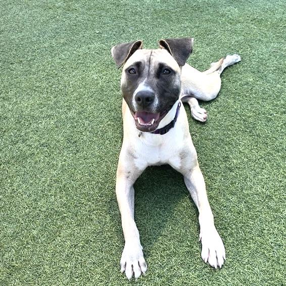 Michele, a Adoptable mixed breed in Los Angeles, CA image 6/6