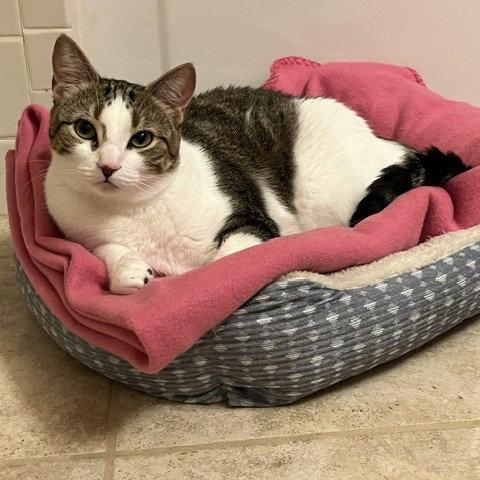Talley, Adopted, Young Female Tabby & Domestic Short Hair.