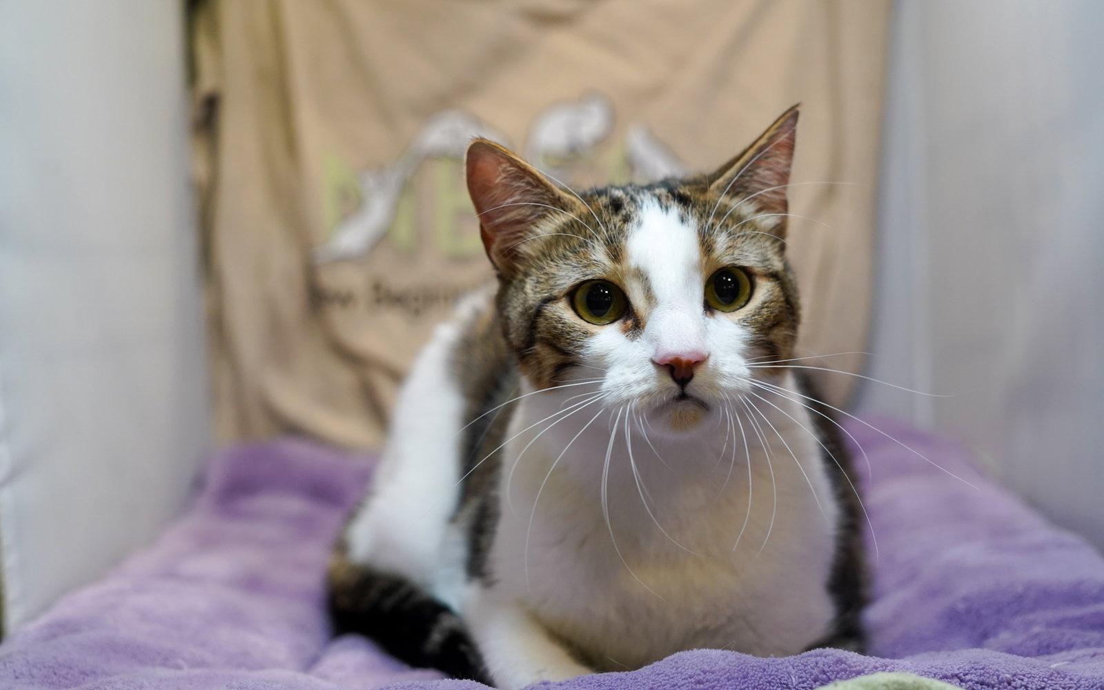 Enlarge Talley, a Adopted mixed breed in Garland, TX image 2/3