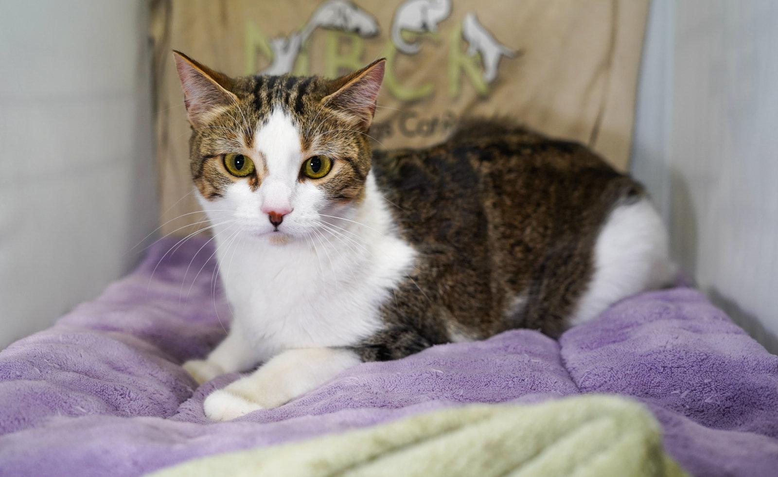 Enlarge Talley, a Adopted mixed breed in Garland, TX image 3/3