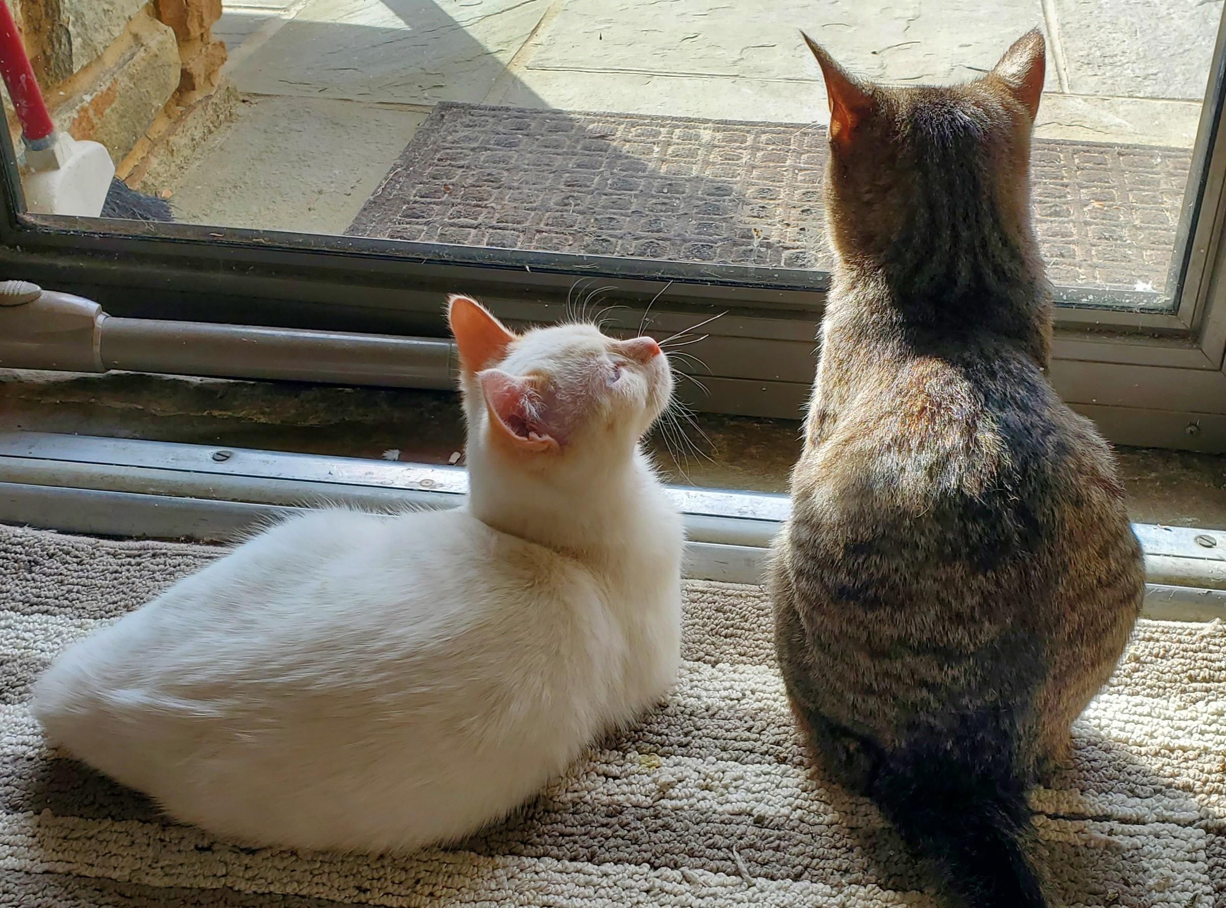 Enlarge Tabitha & Angelica , a Adoptable Domestic Short Hair in Beltsville, MD image 2/6