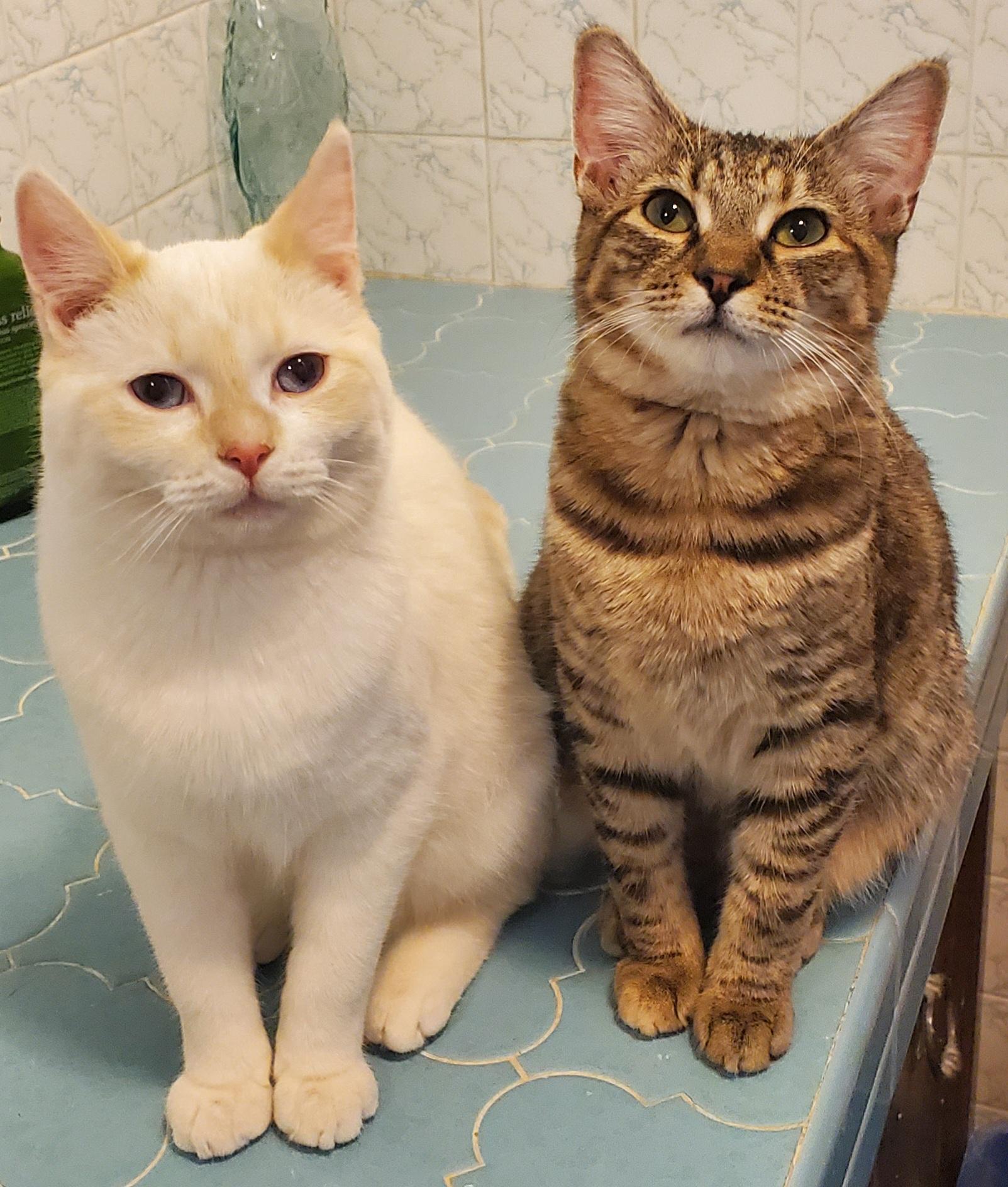 Enlarge Tabitha & Angelica , a Adoptable Domestic Short Hair in Beltsville, MD image 1/6