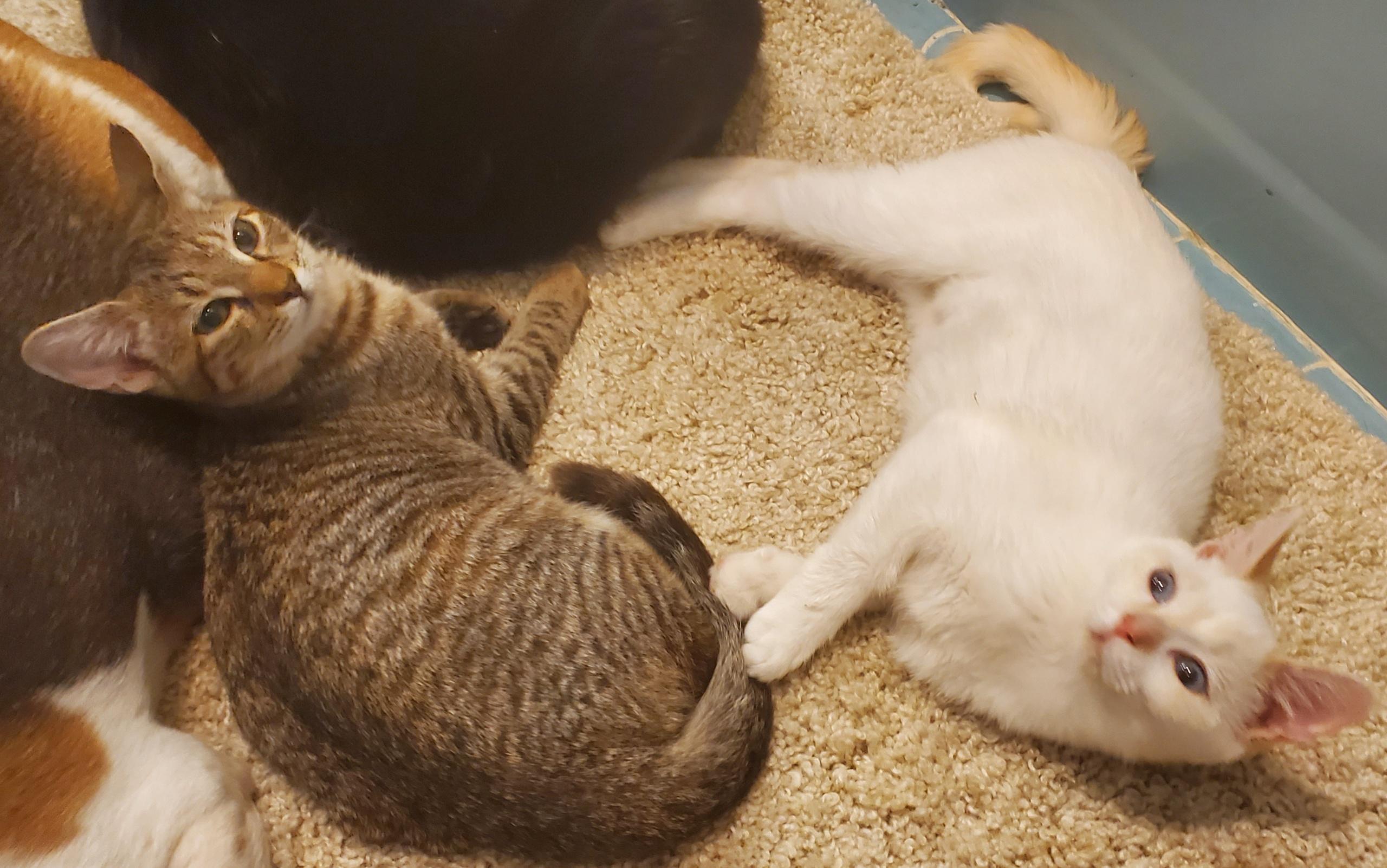 Enlarge Tabitha & Angelica , a Adoptable Domestic Short Hair in Beltsville, MD image 3/6