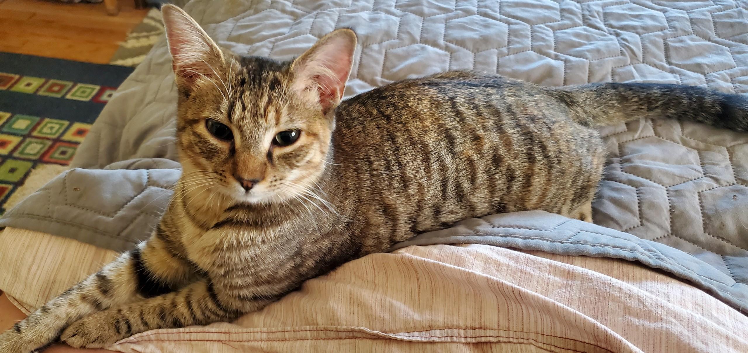 Tabitha & Angelica , Adoptable, Kitten Female Domestic Short Hair.