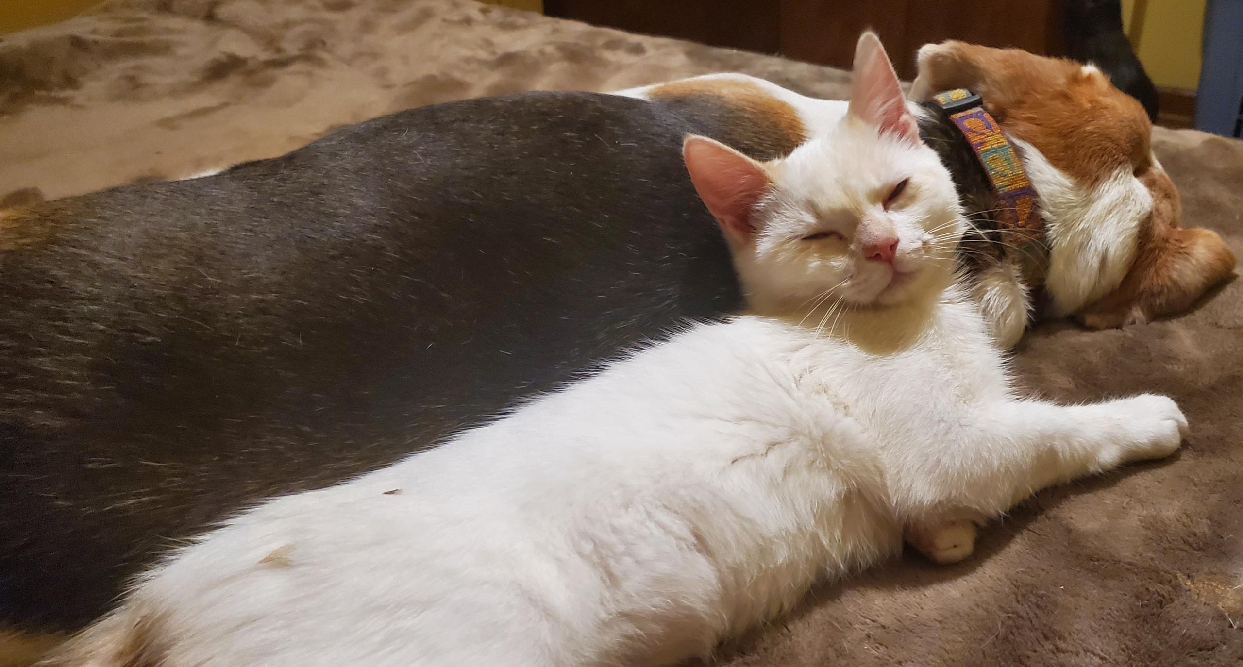 Tabitha & Angelica , Adoptable, Kitten Female Domestic Short Hair.