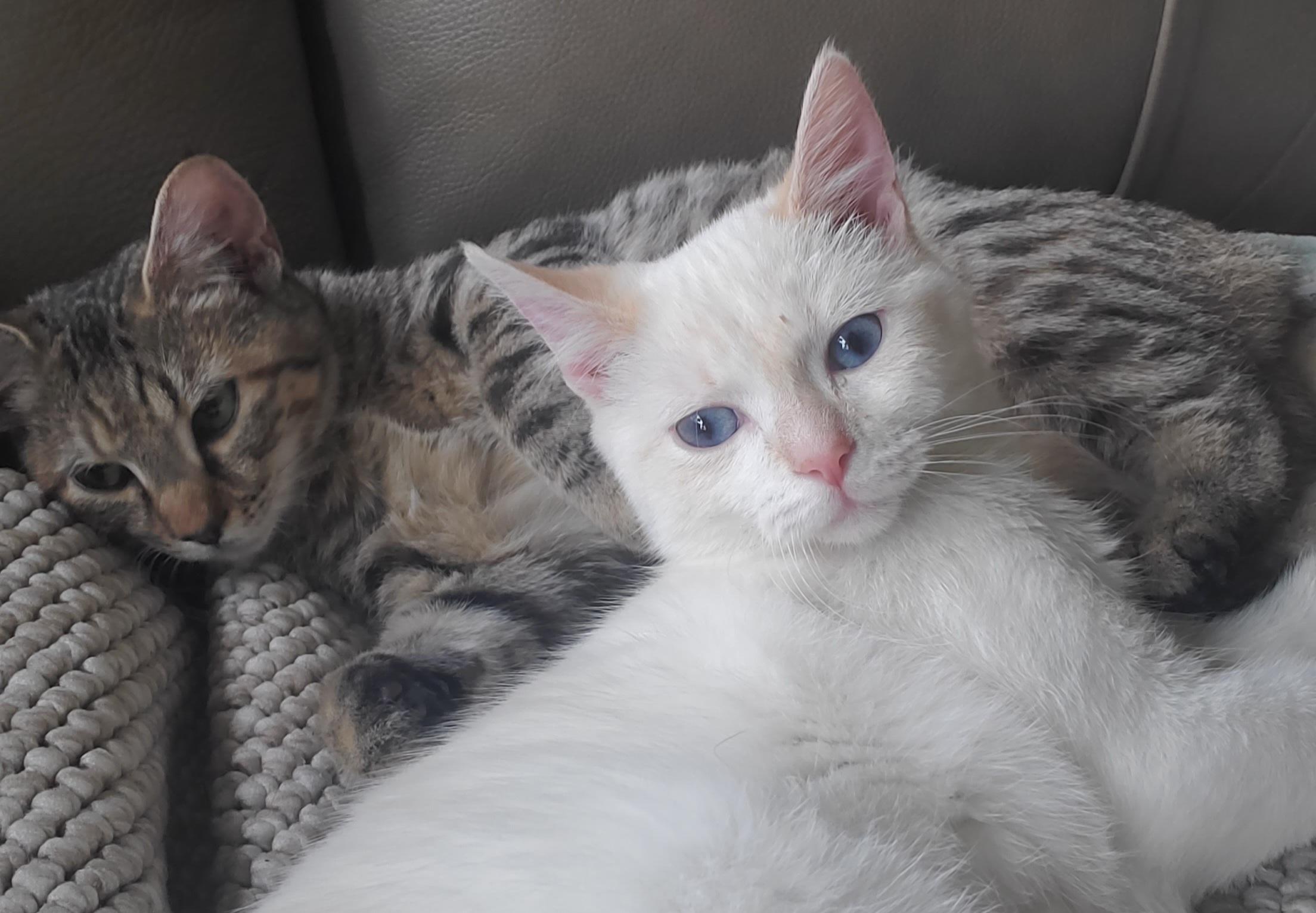 Enlarge Tabitha & Angelica , a Adoptable Domestic Short Hair in Beltsville, MD image 4/6
