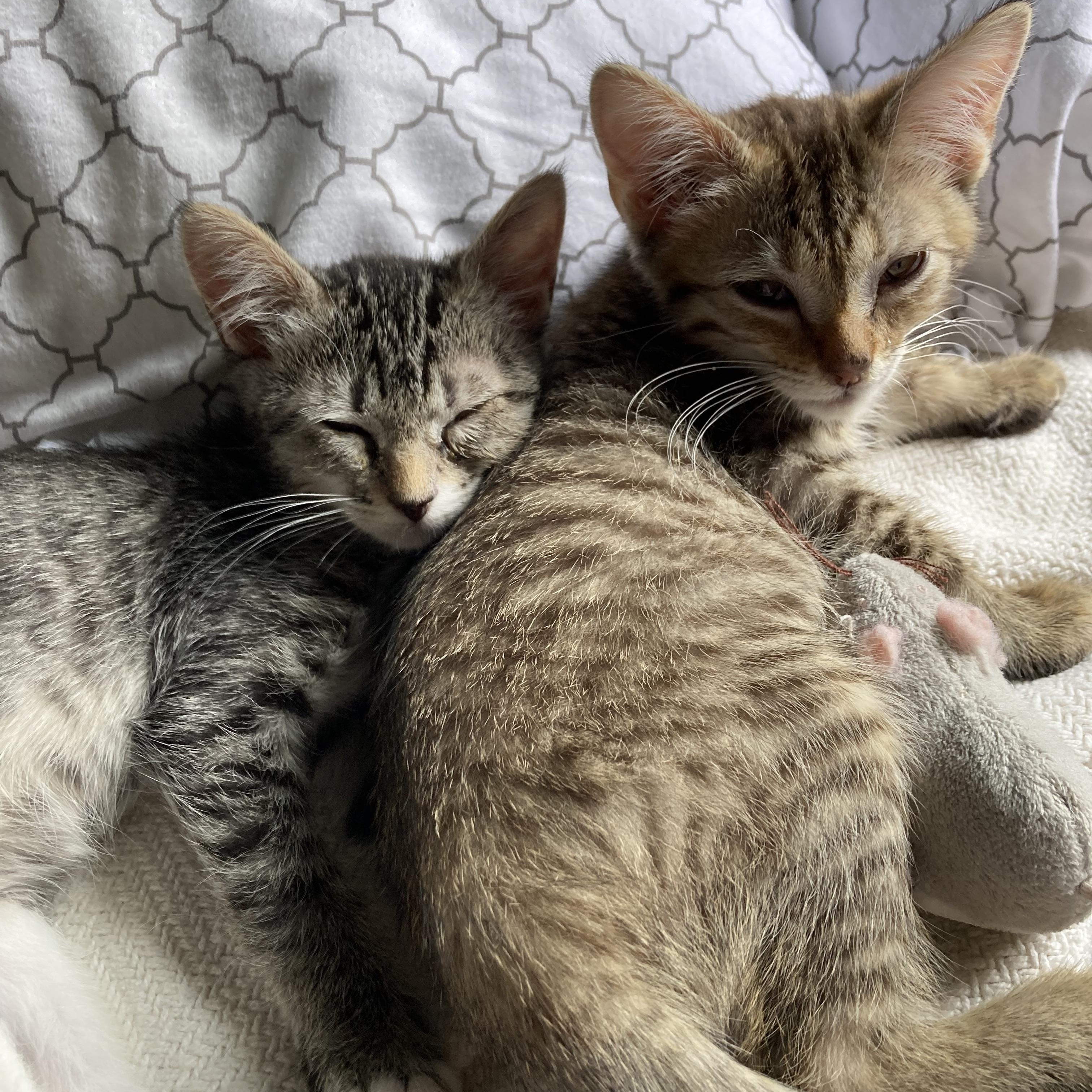Vera & Bitsy, an adoptable Domestic Short Hair in Walla Walla, WA, 99362 | Photo Image 1