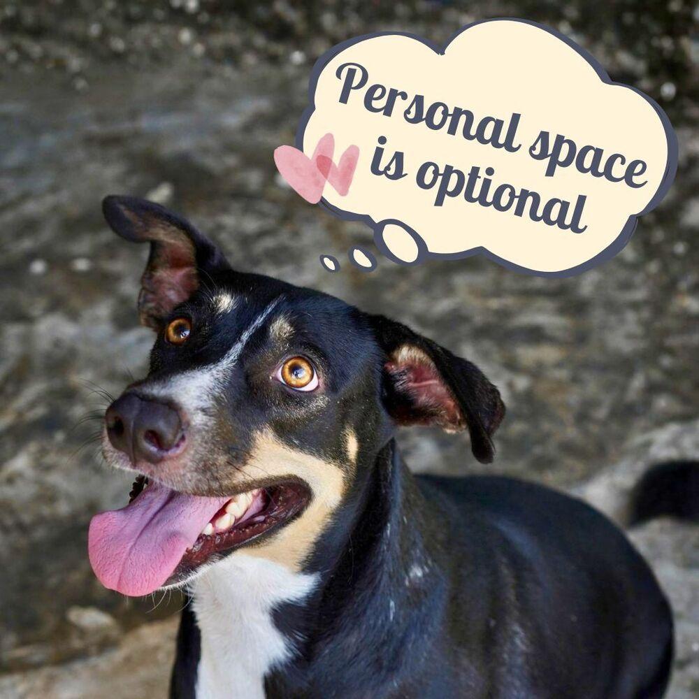 Tula (CP), Adoptable, Adult Female Mixed Breed.