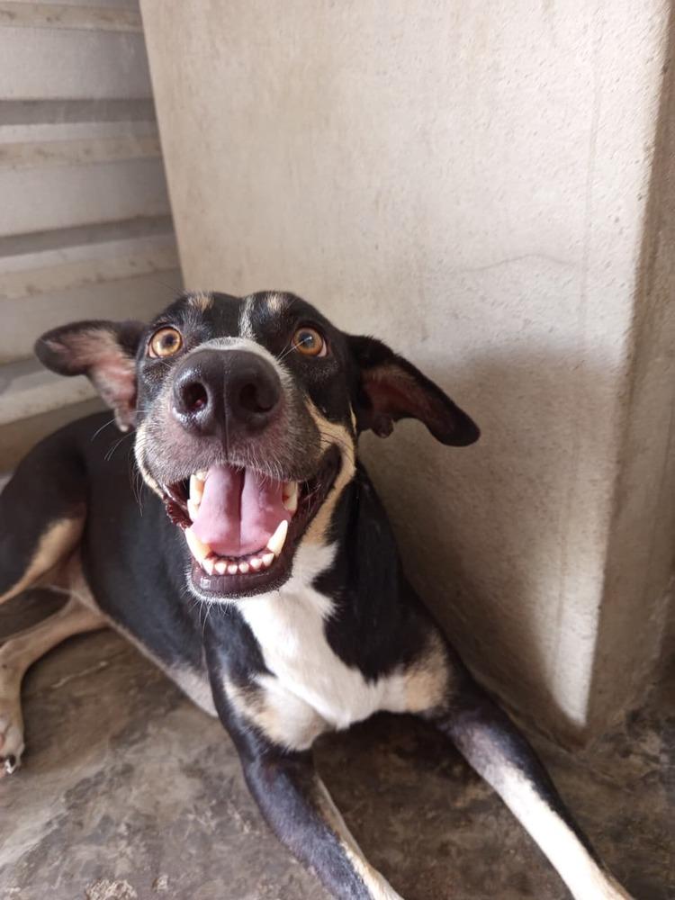 Tula (CP), Adoptable, Adult Female Mixed Breed.