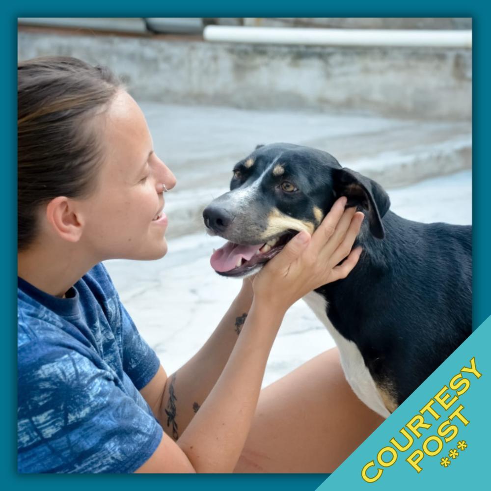 Tula (CP), Adoptable, Adult Female Mixed Breed.