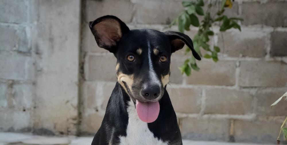 Enlarge Tula (CP), a Adoptable mixed breed in San Diego, CA image 3/6