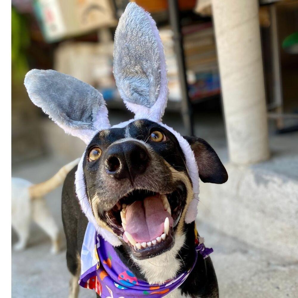 Tula (CP), a Adoptable mixed breed in San Diego, CA image 4/6