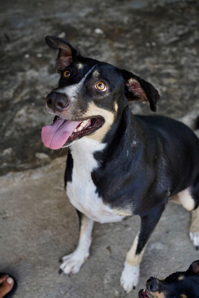 Enlarge Tula (CP), a Adoptable mixed breed in San Diego, CA image 4/6