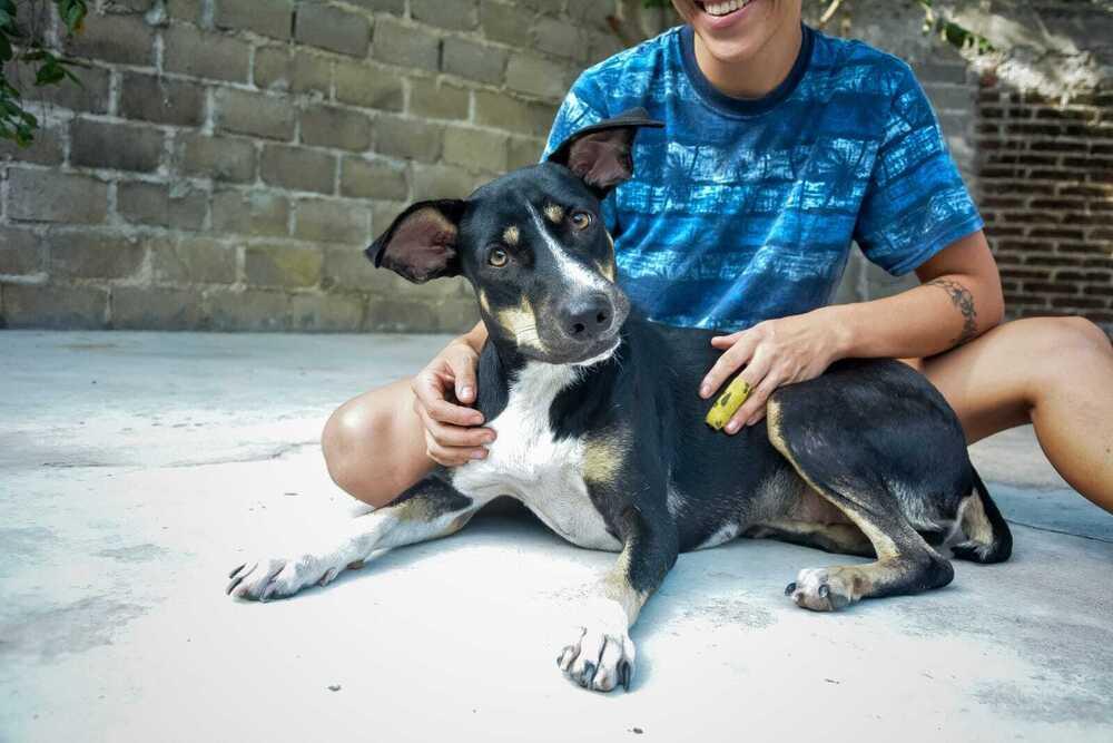 Tula (CP), a Adoptable mixed breed in San Diego, CA image 5/6