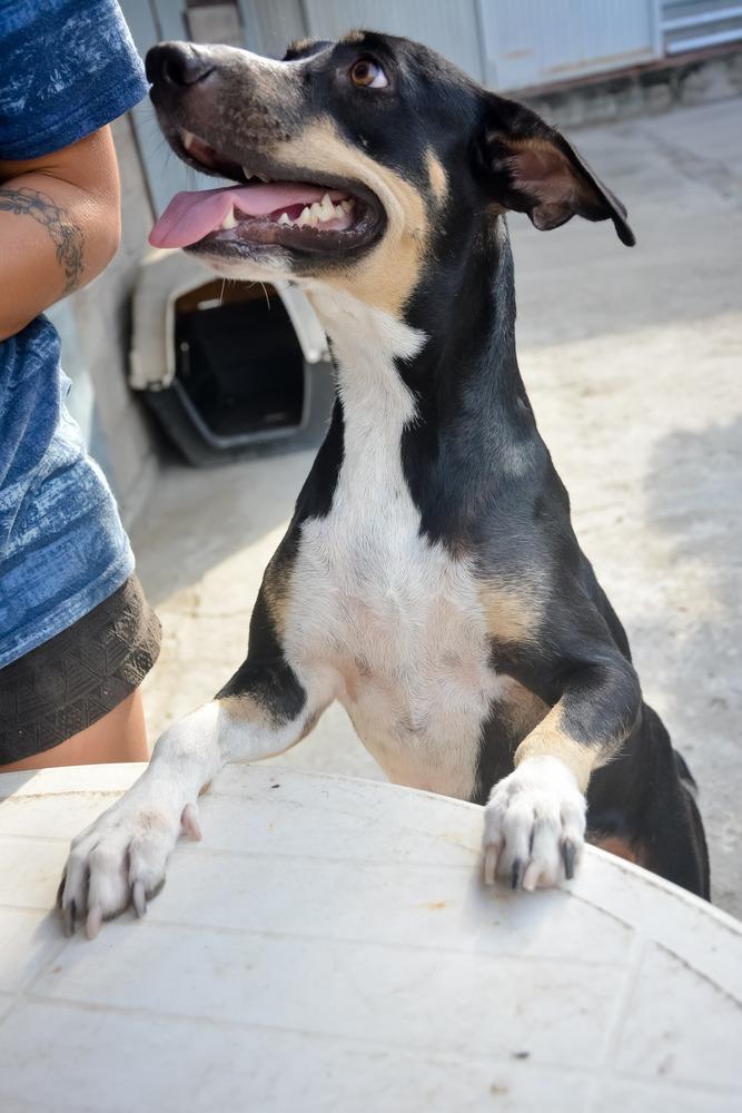 Enlarge Tula (CP), a Adoptable mixed breed in San Diego, CA image 5/6