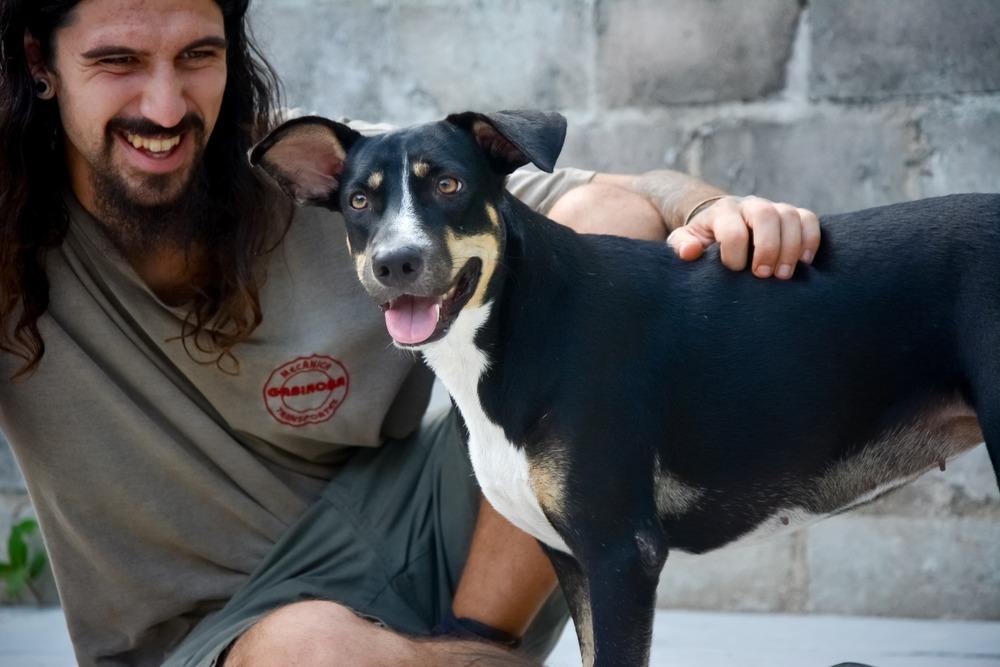 Enlarge Tula (CP), a Adoptable mixed breed in San Diego, CA image 6/6