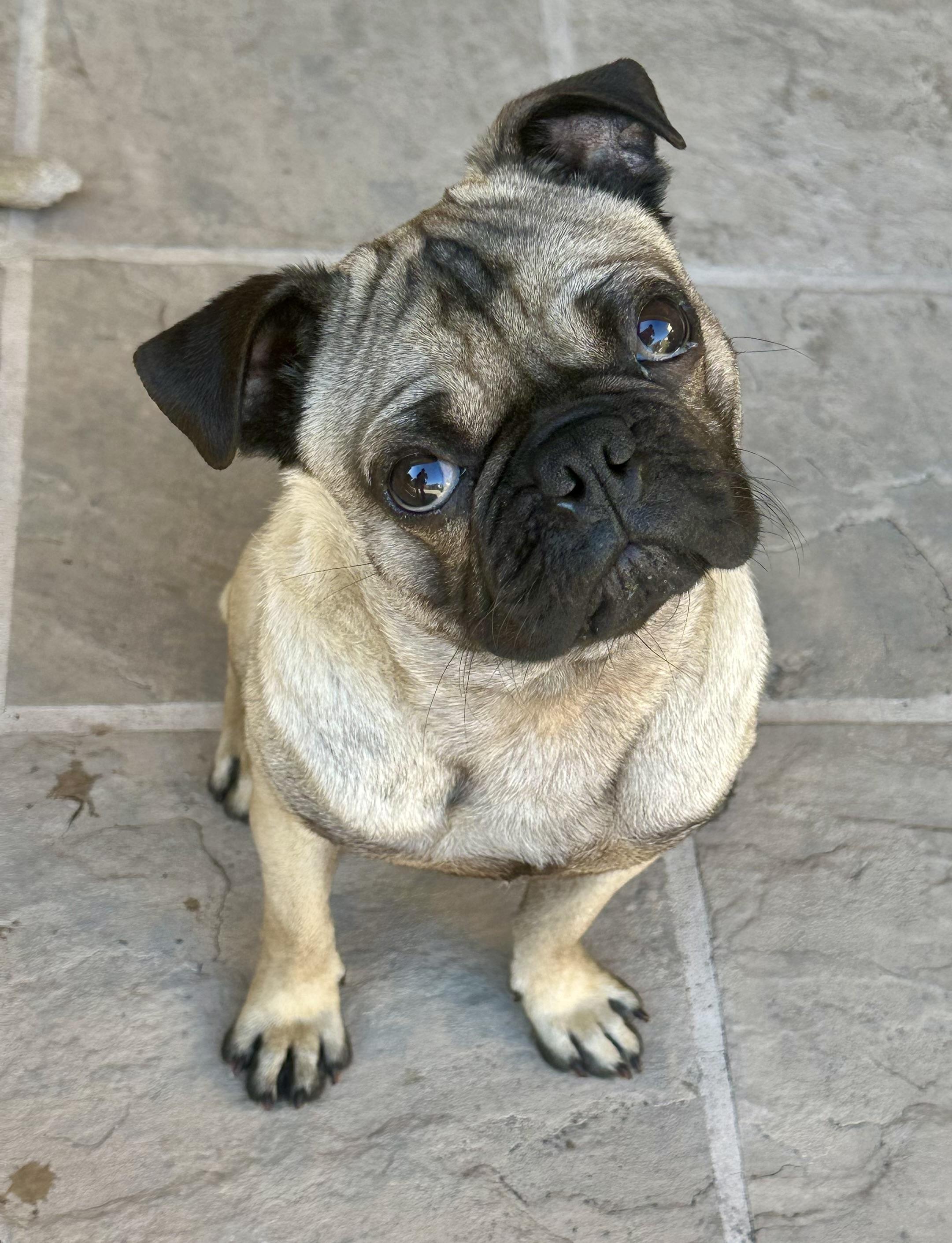 FRANK, ADOPTABLE, Young Male Pug.